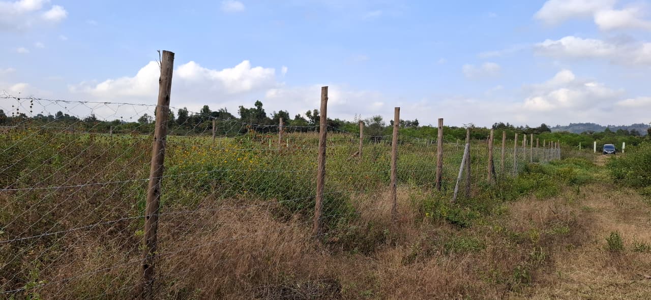 Ndiguini 50x90