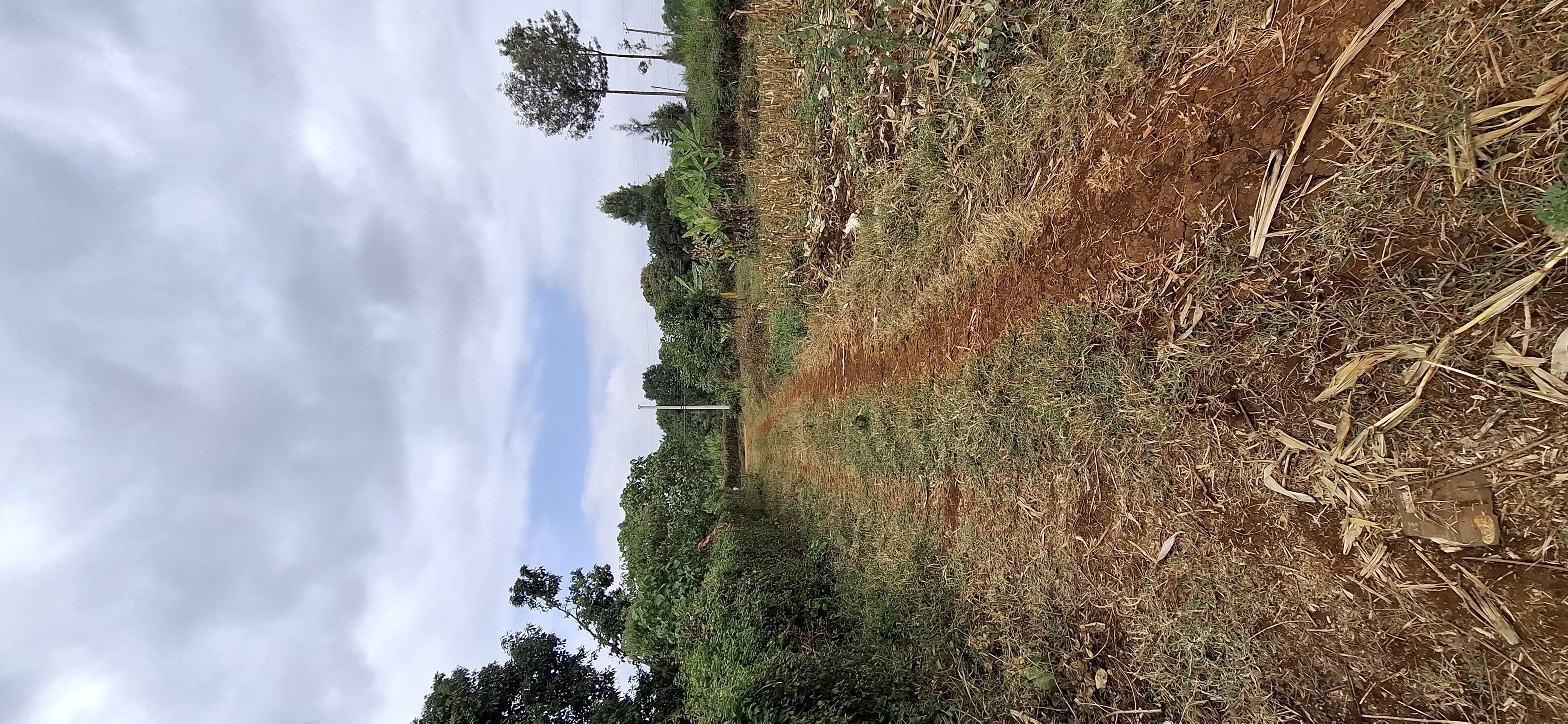 Njoro 50x100