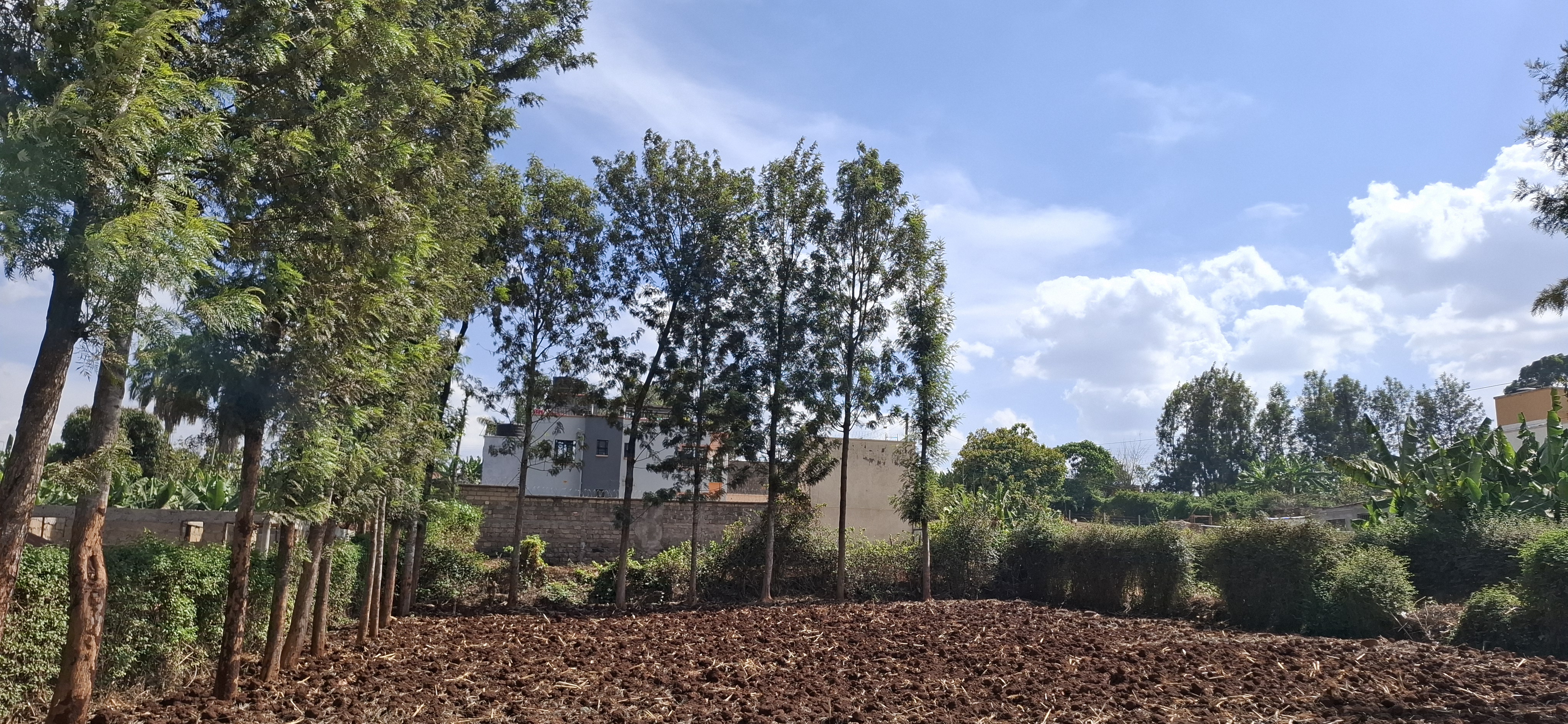 Kagongo 50x100