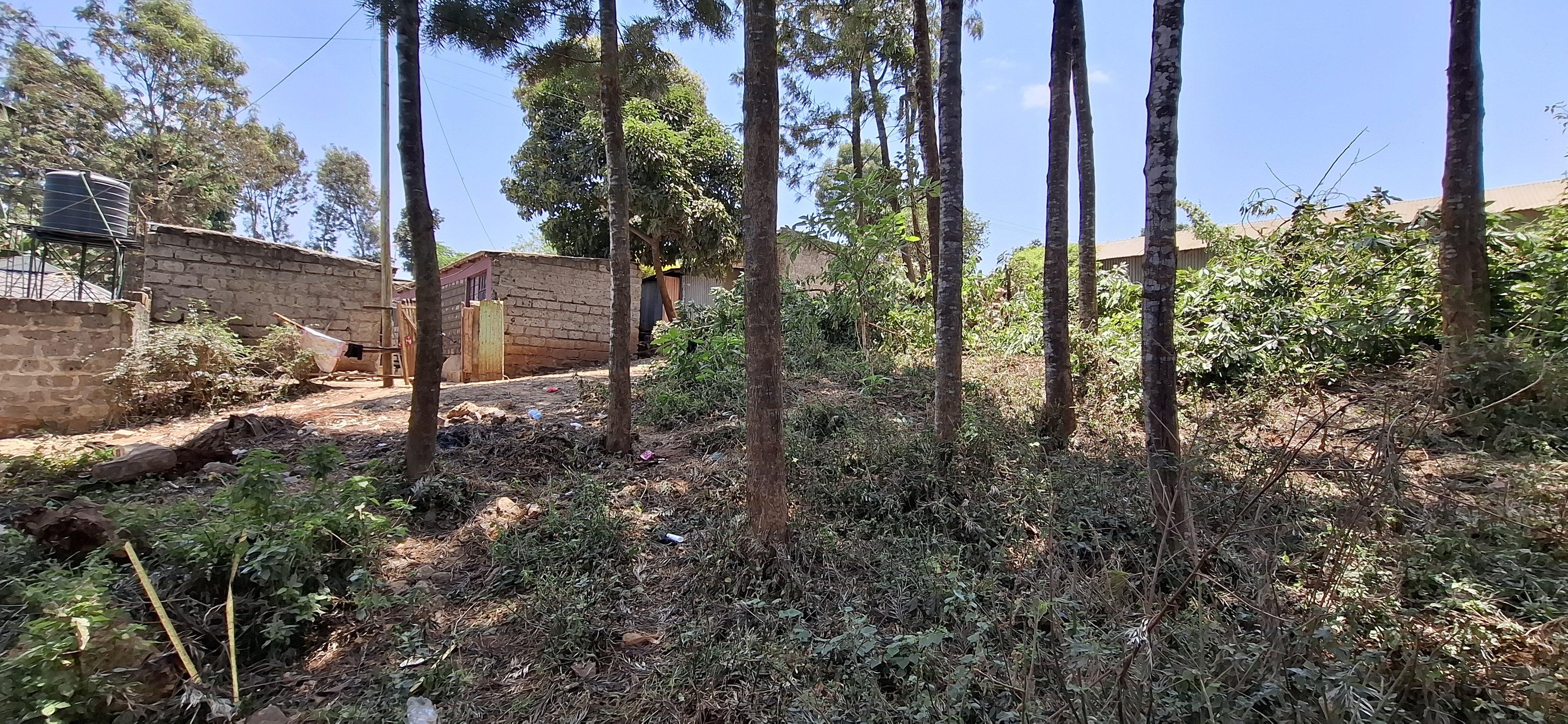 Kagongo 100x100