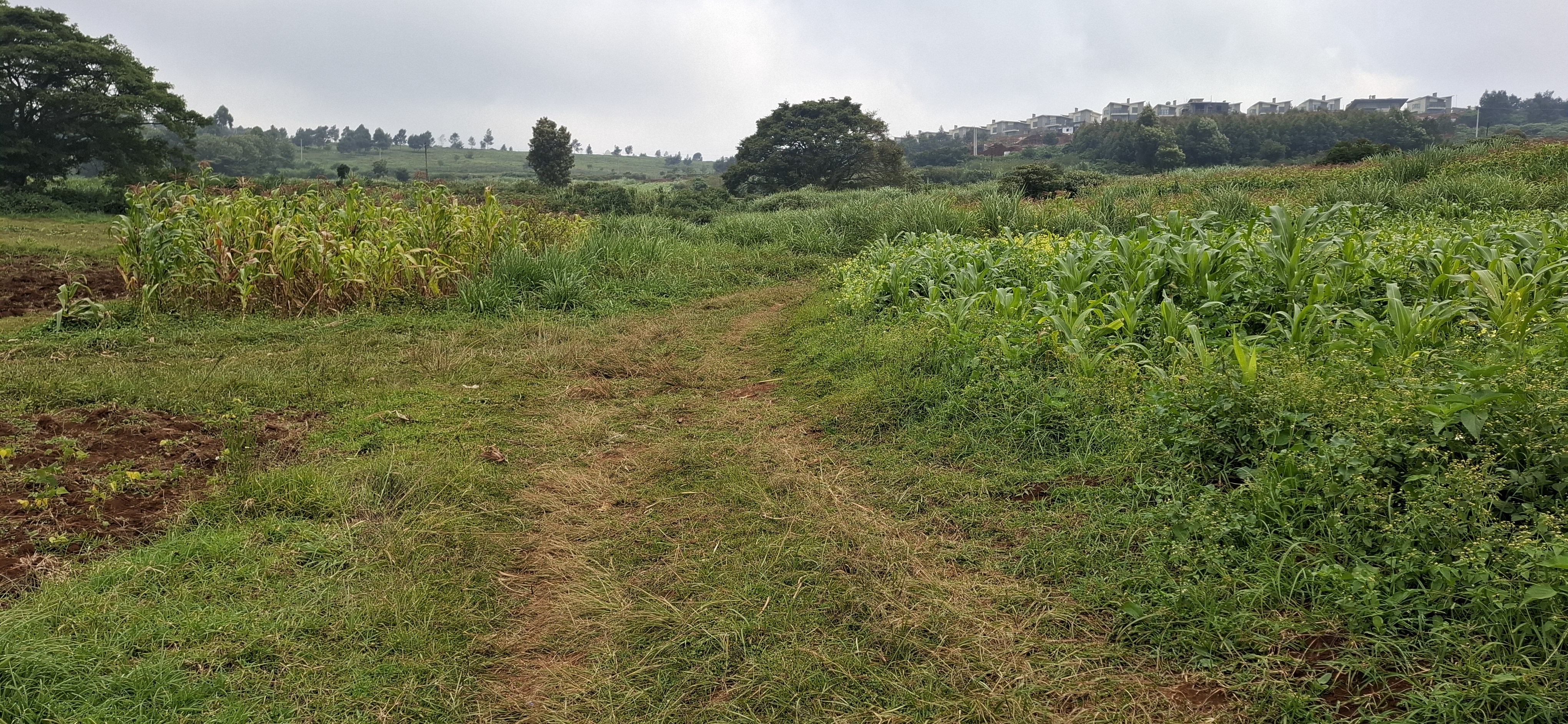 Kabuku 1 Acre