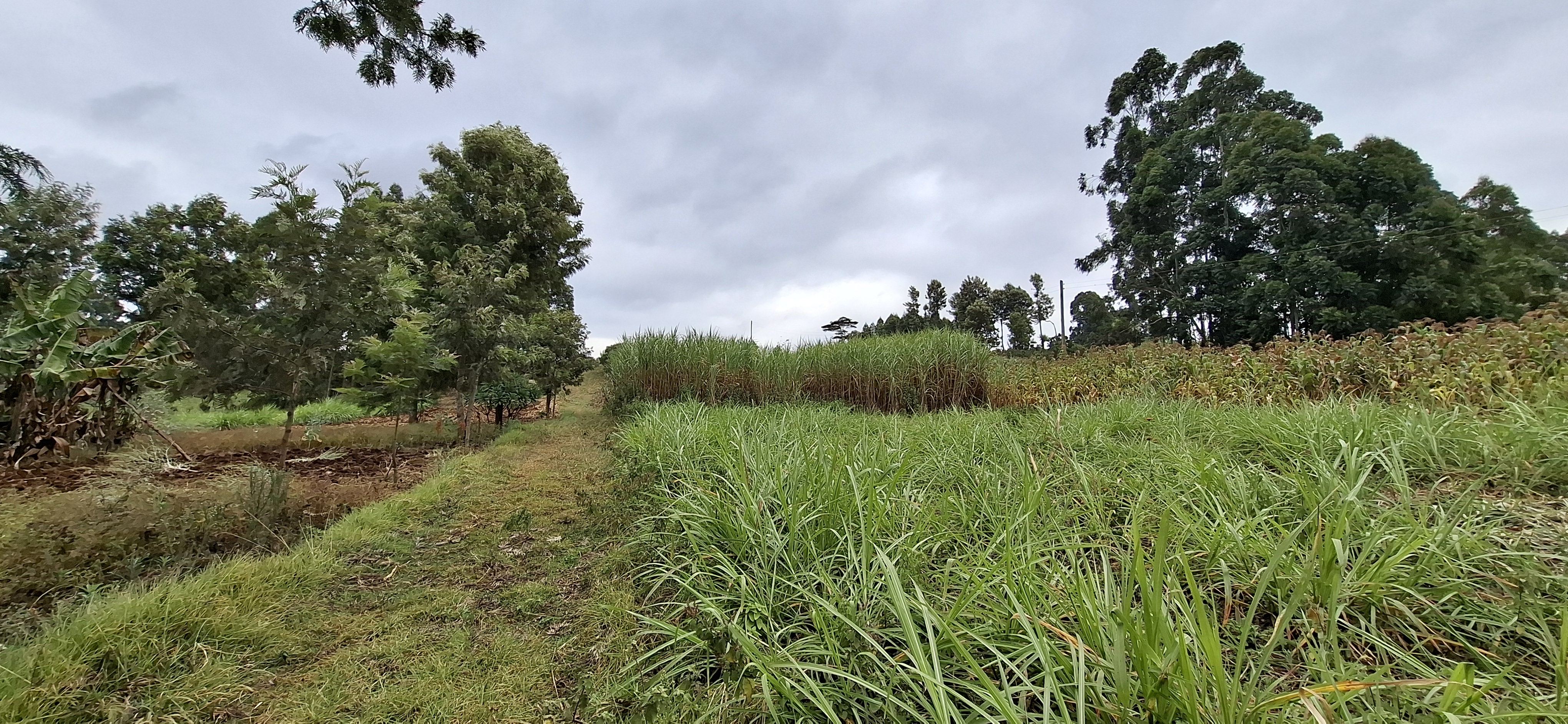 Ngecha 2.5 Acres
